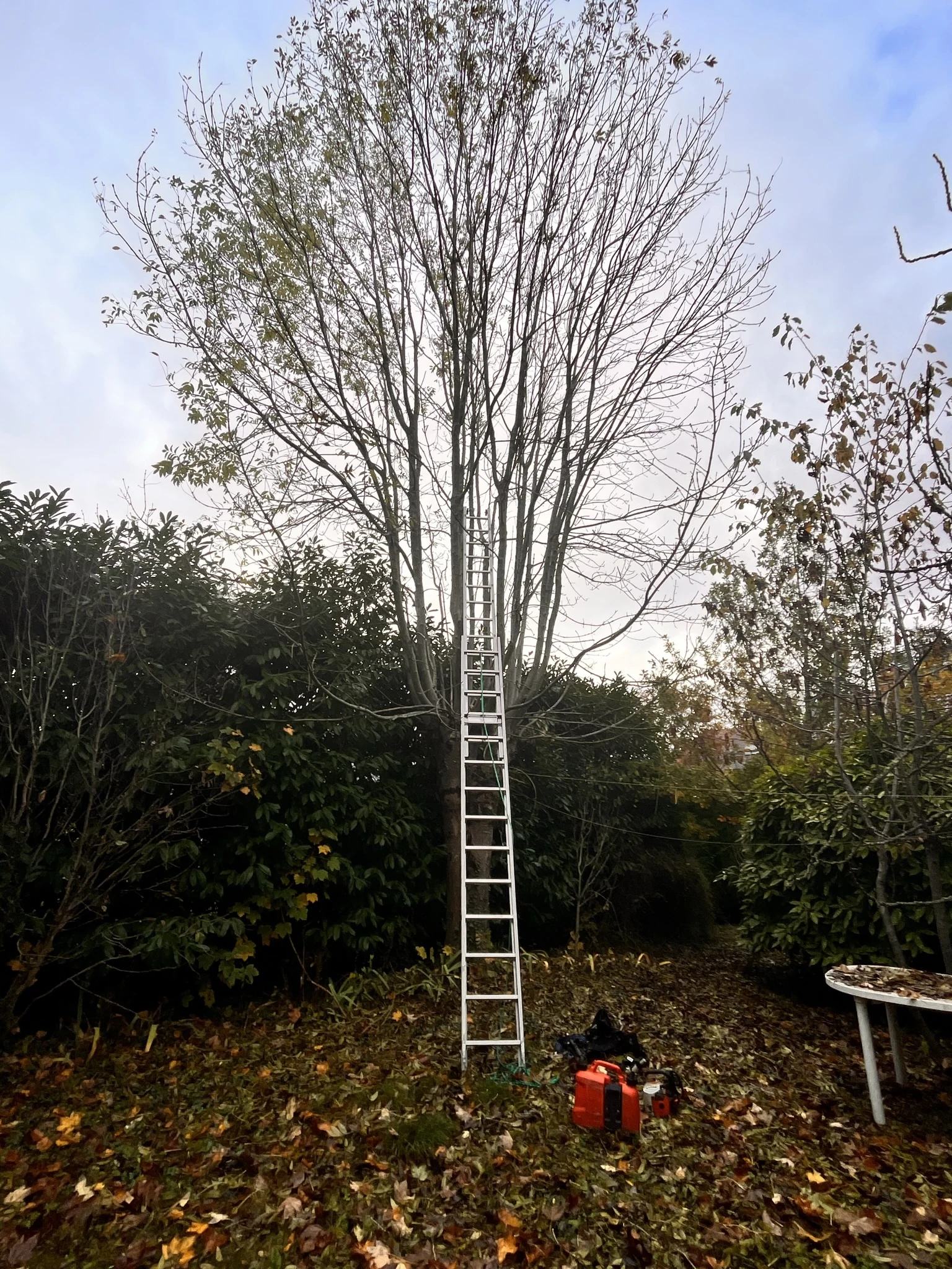 Intervention au pied d’un arbre