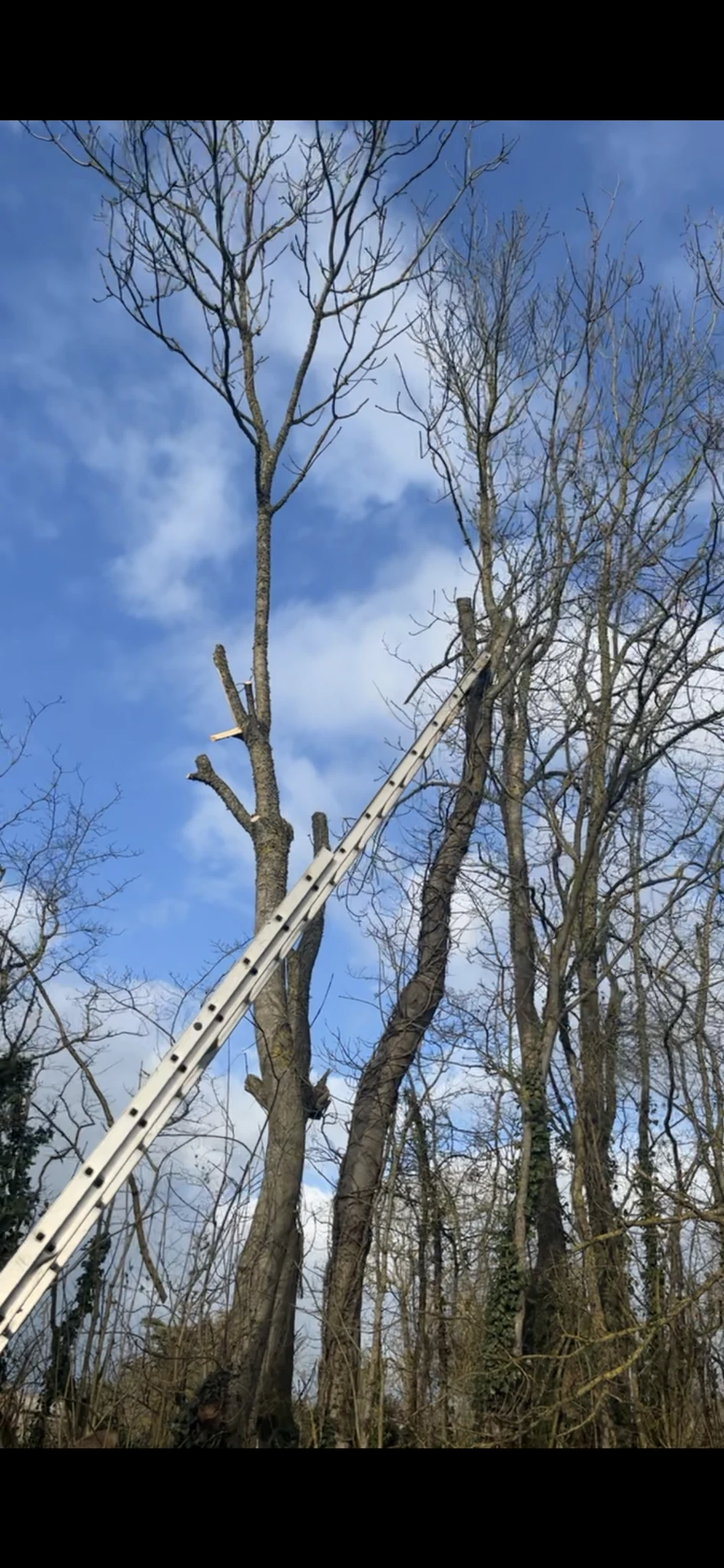 Arbre en cours d’intervention