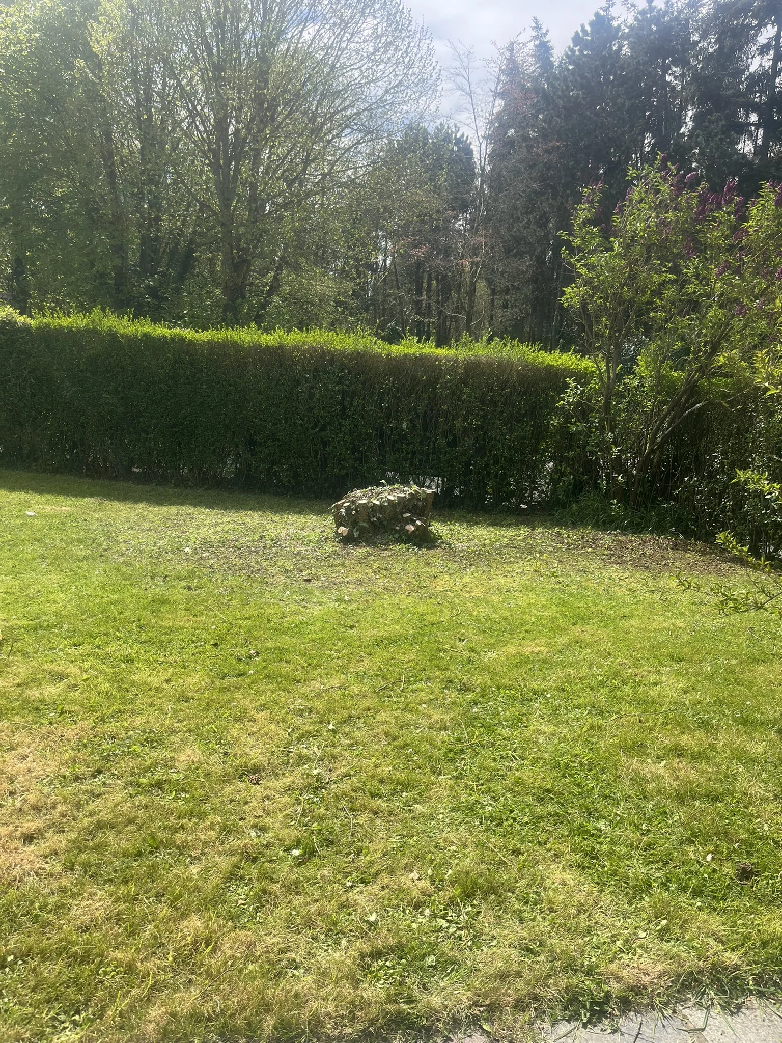 Pelouse et haies entretenues