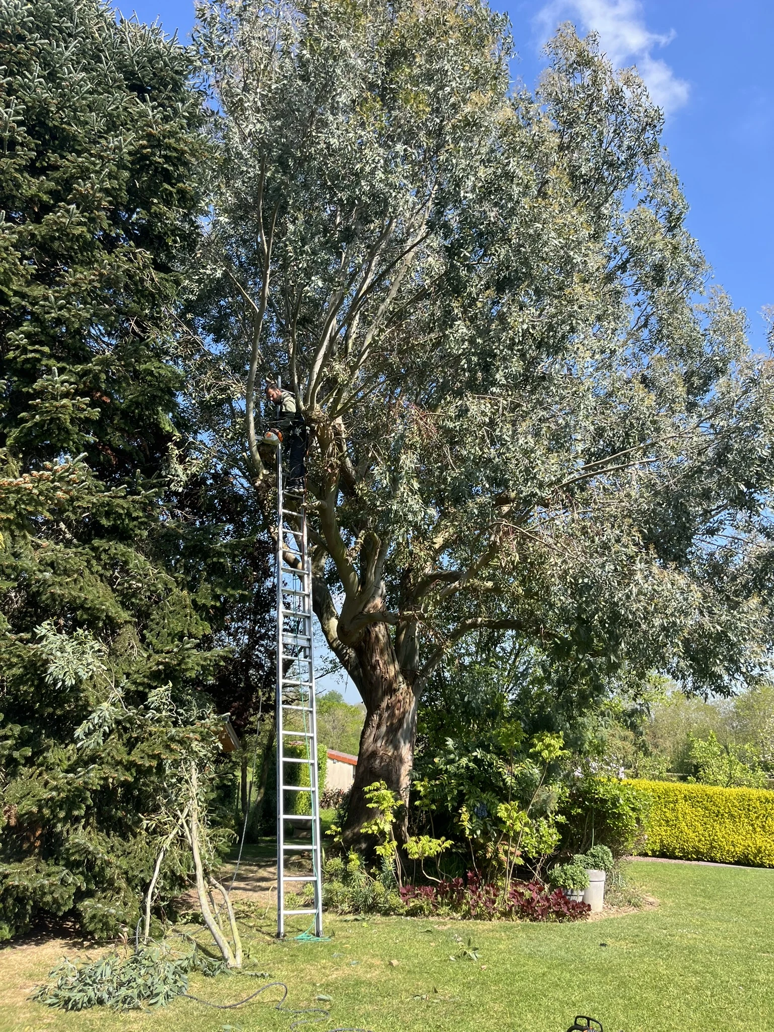 Arbre mature dans un jardin