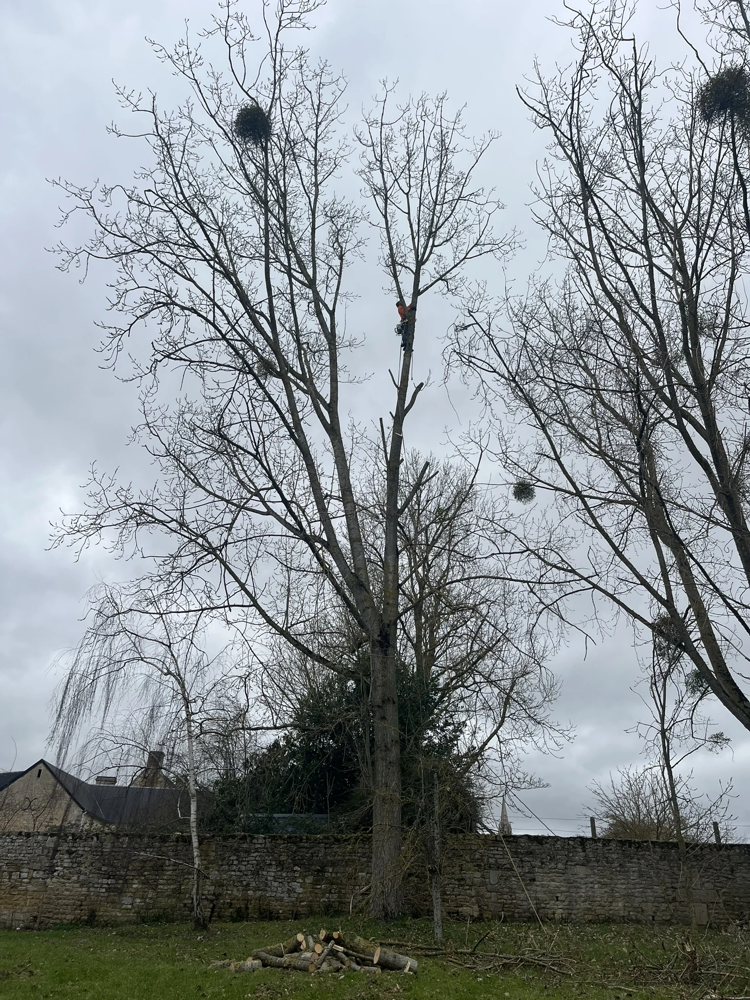 Arbre avant intervention