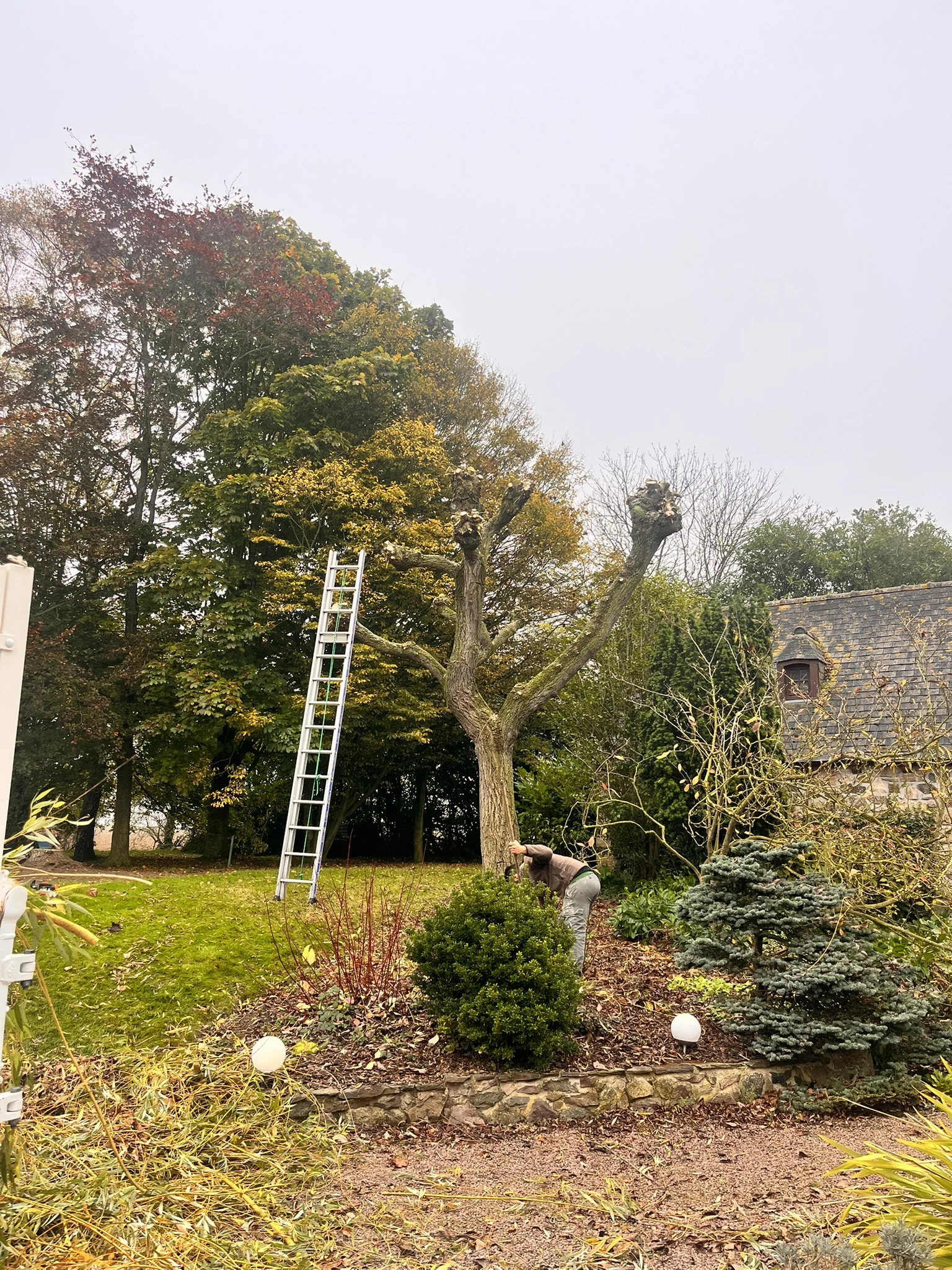 Jardin avec arbres et plantations