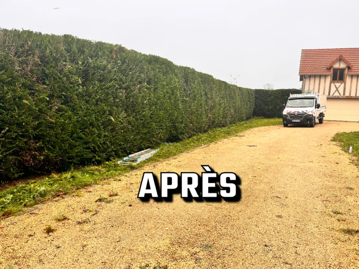 Haie après taille