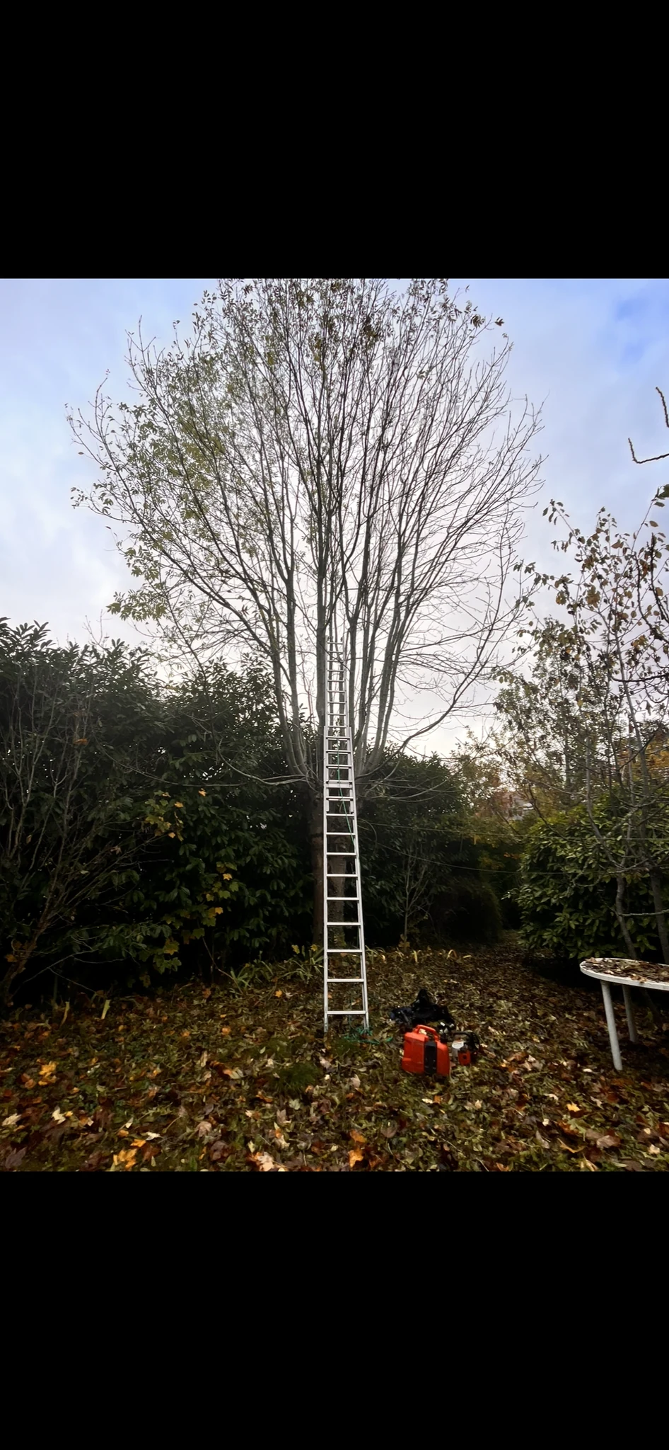 Travail au pied d’un arbre
