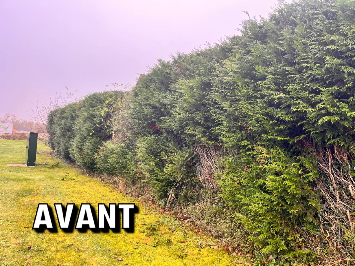 Haie avant intervention