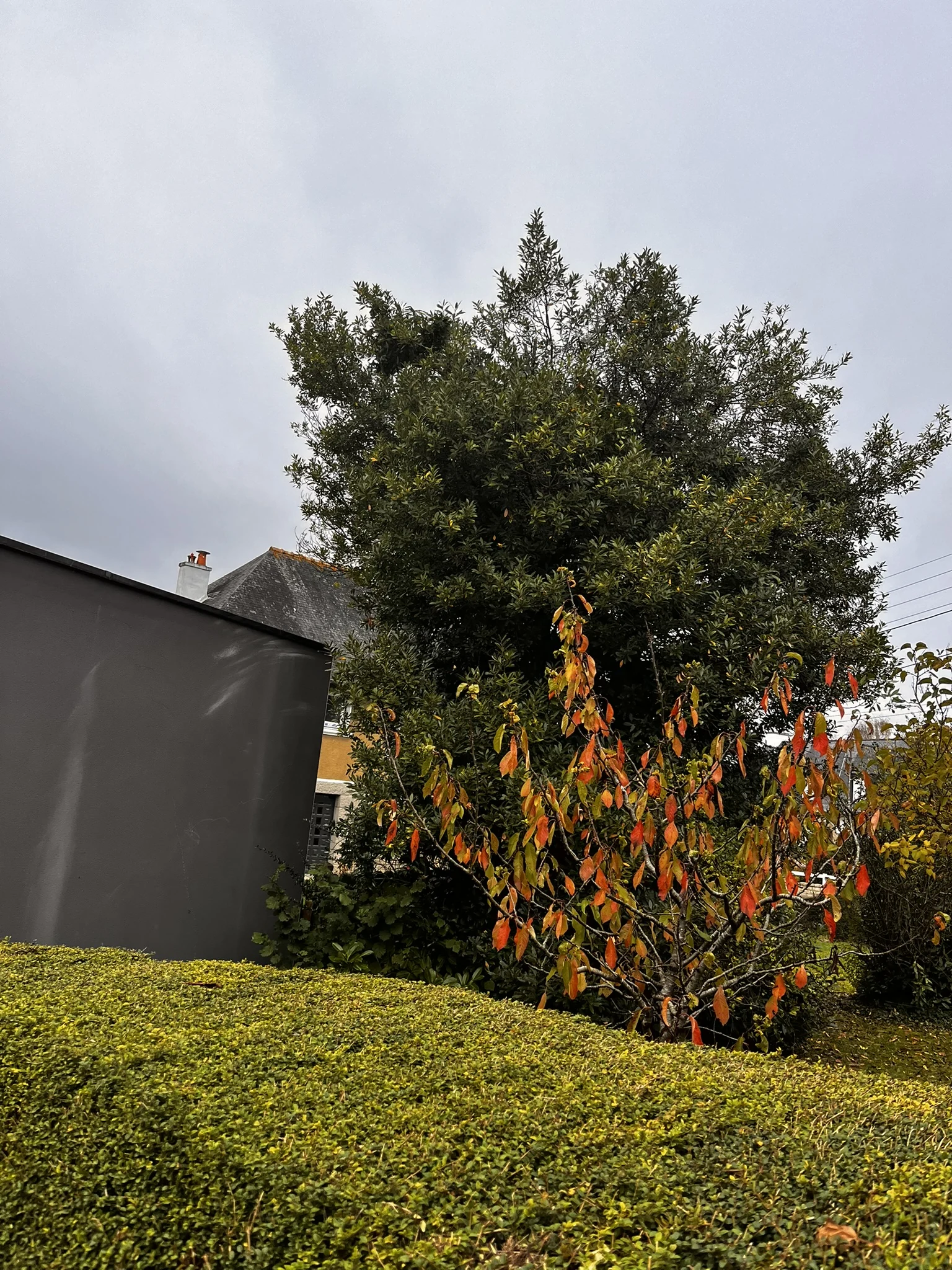 Entretien d’un arbre dans un jardin