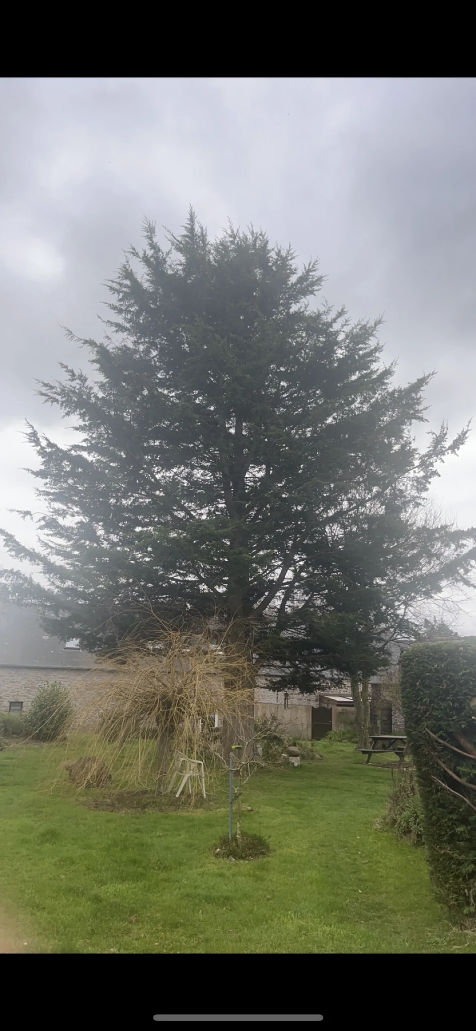 Arbre dans un jardin avant intervention