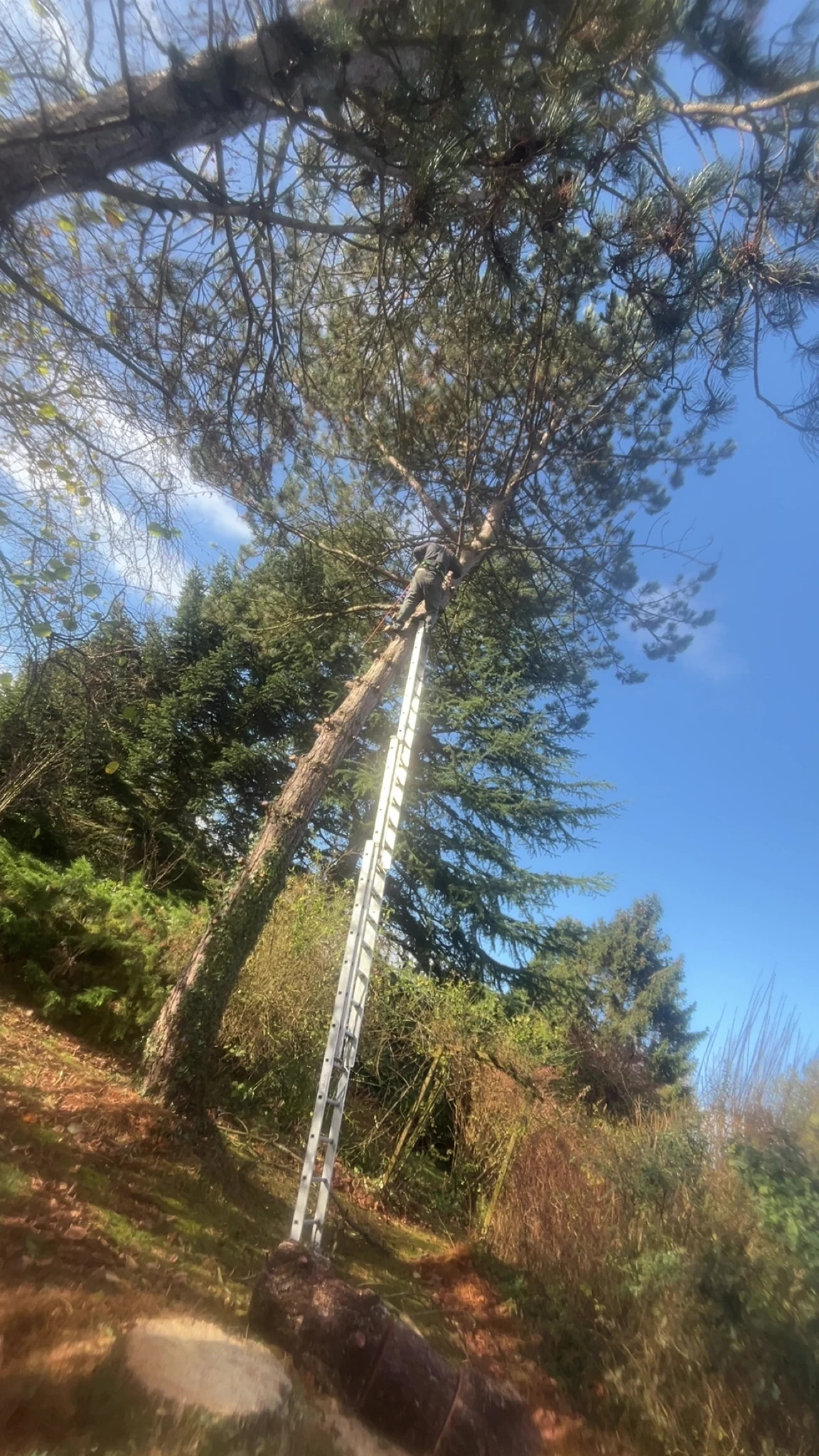 Grand arbre étayé dans un jardin
