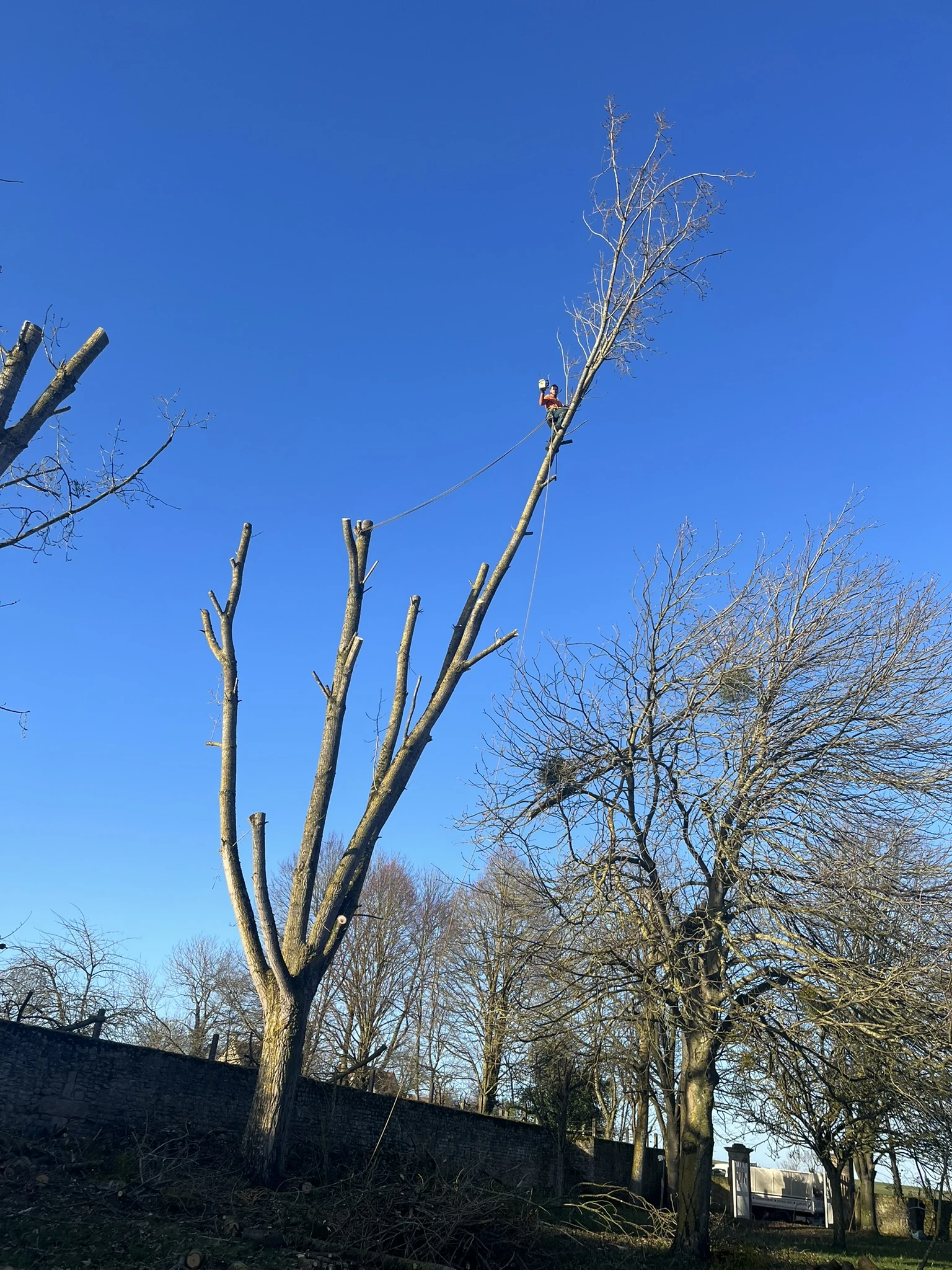Arbre après une taille de branches