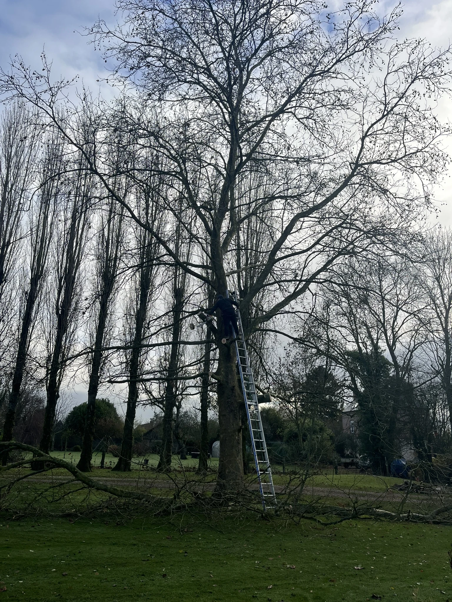 Alignement d’arbres en bordure de jardin