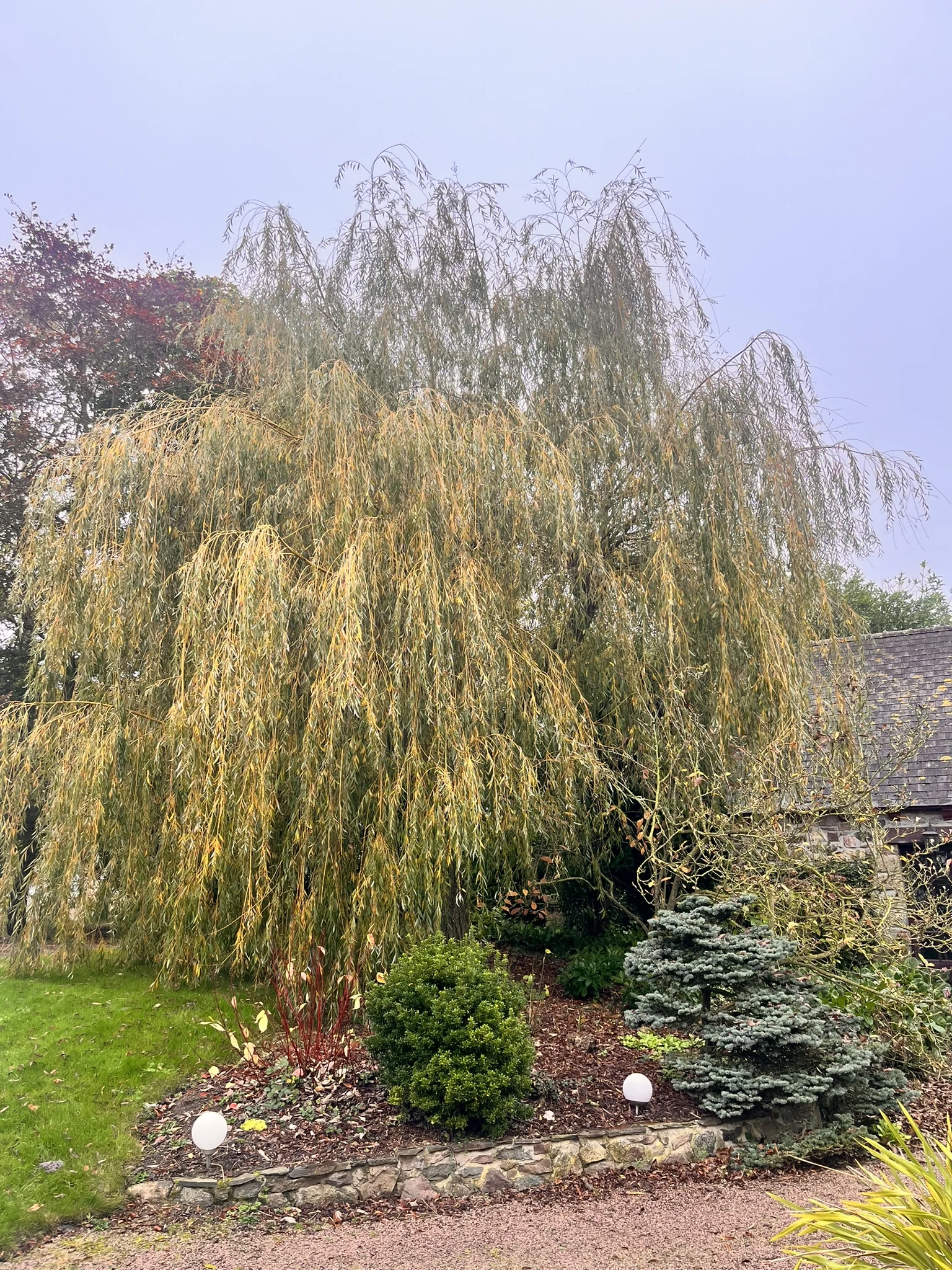 Arbre ornemental dans un jardin