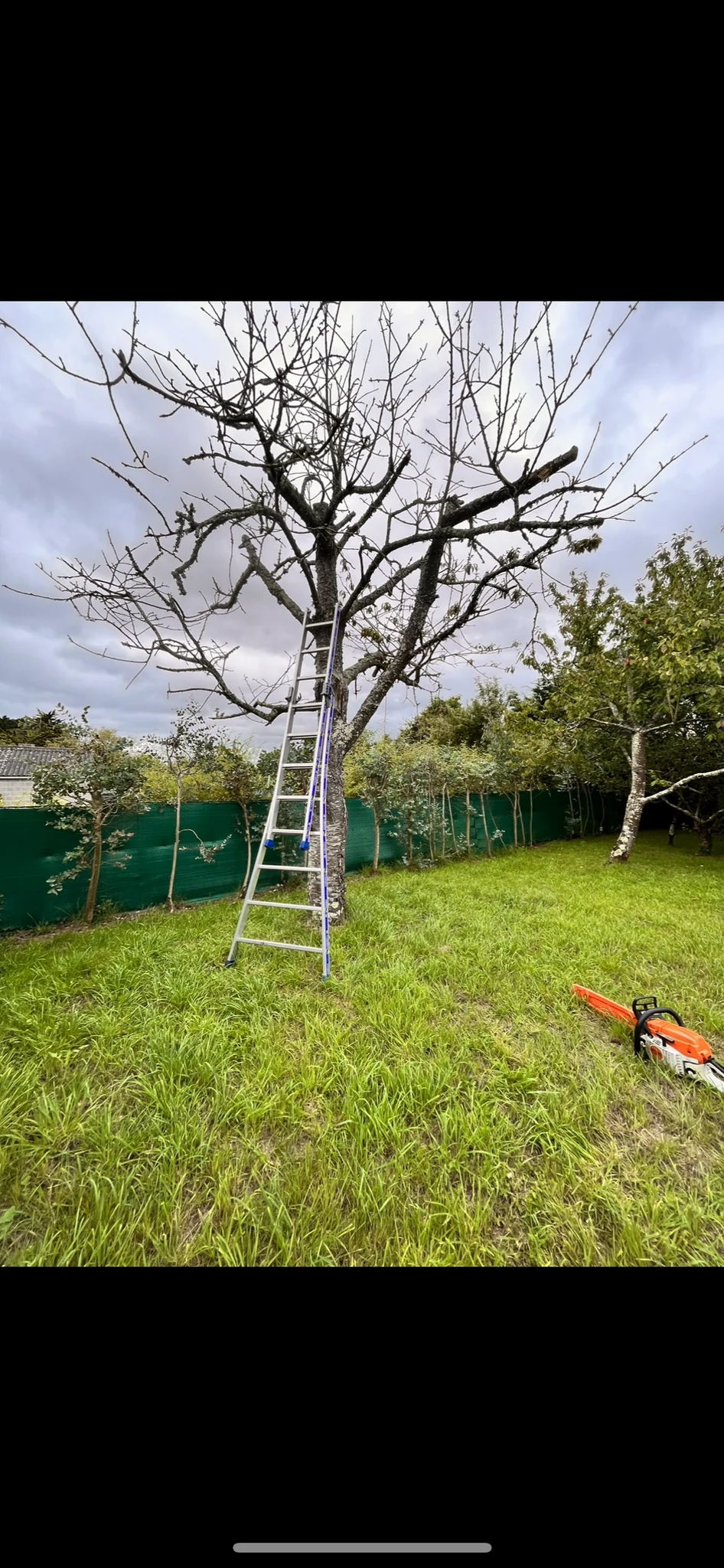 Jeune arbre dans une pelouse