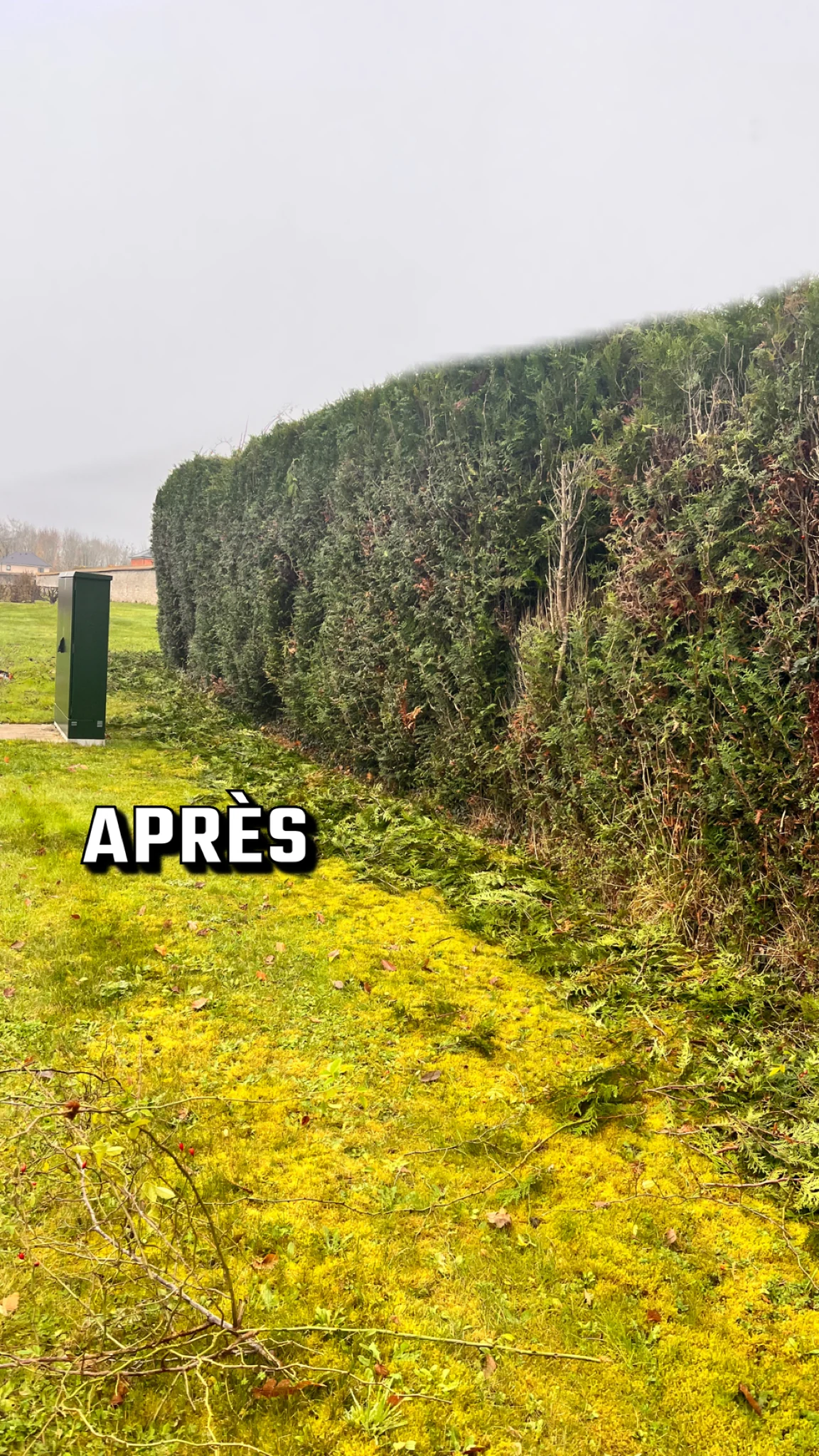 Haie après intervention