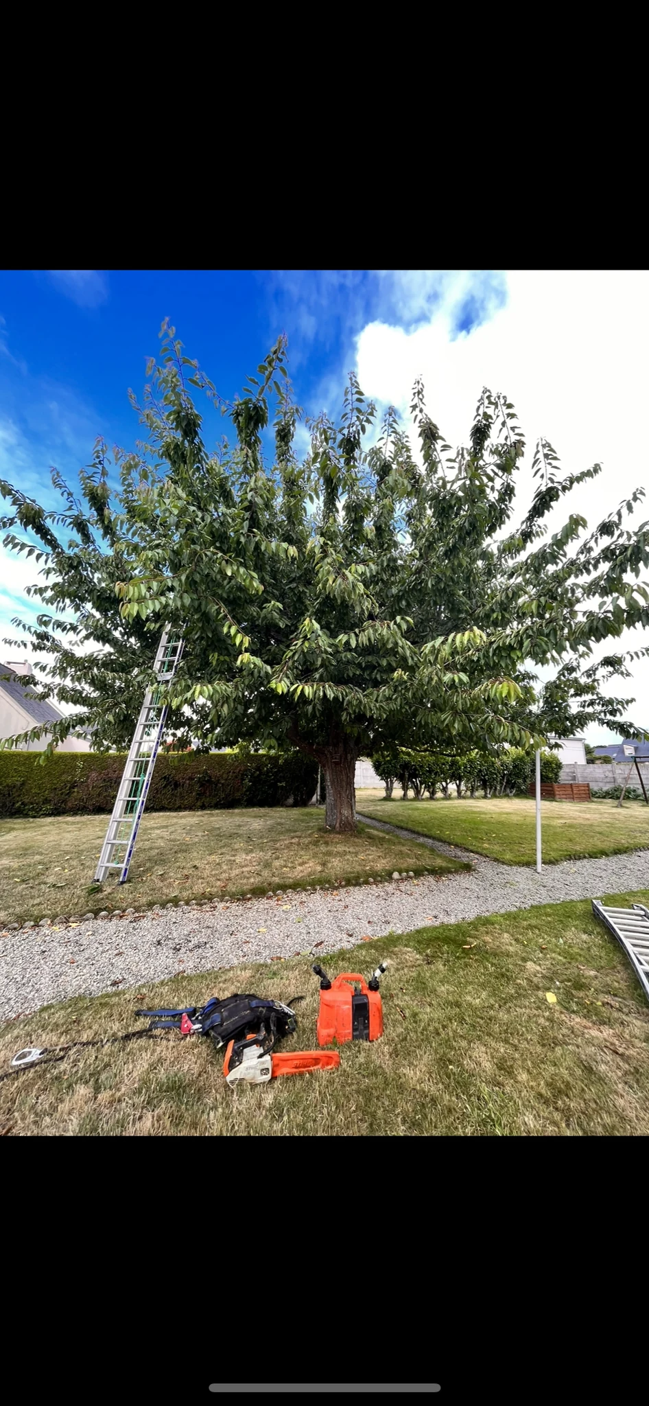 Entretien d’un arbre ornemental