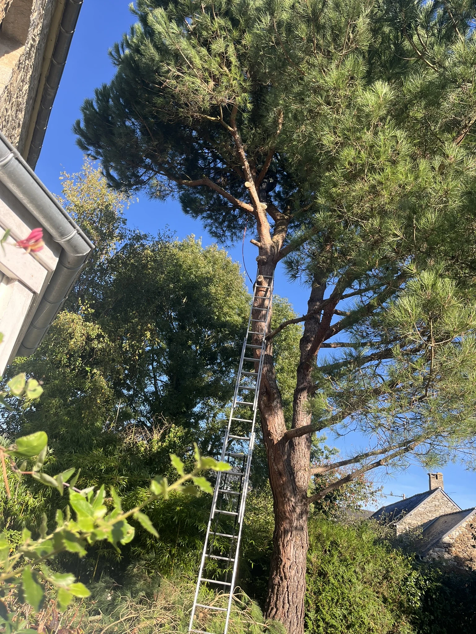 Intervention sur un pin dans un jardin
