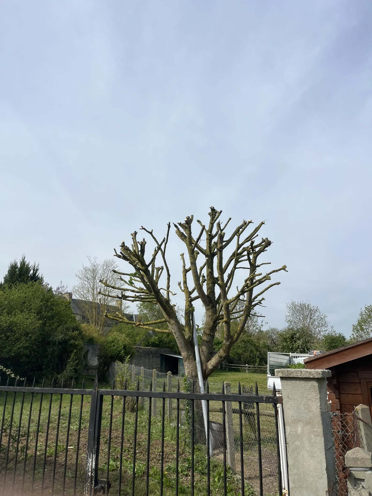 Arbre après intervention près d’une maison