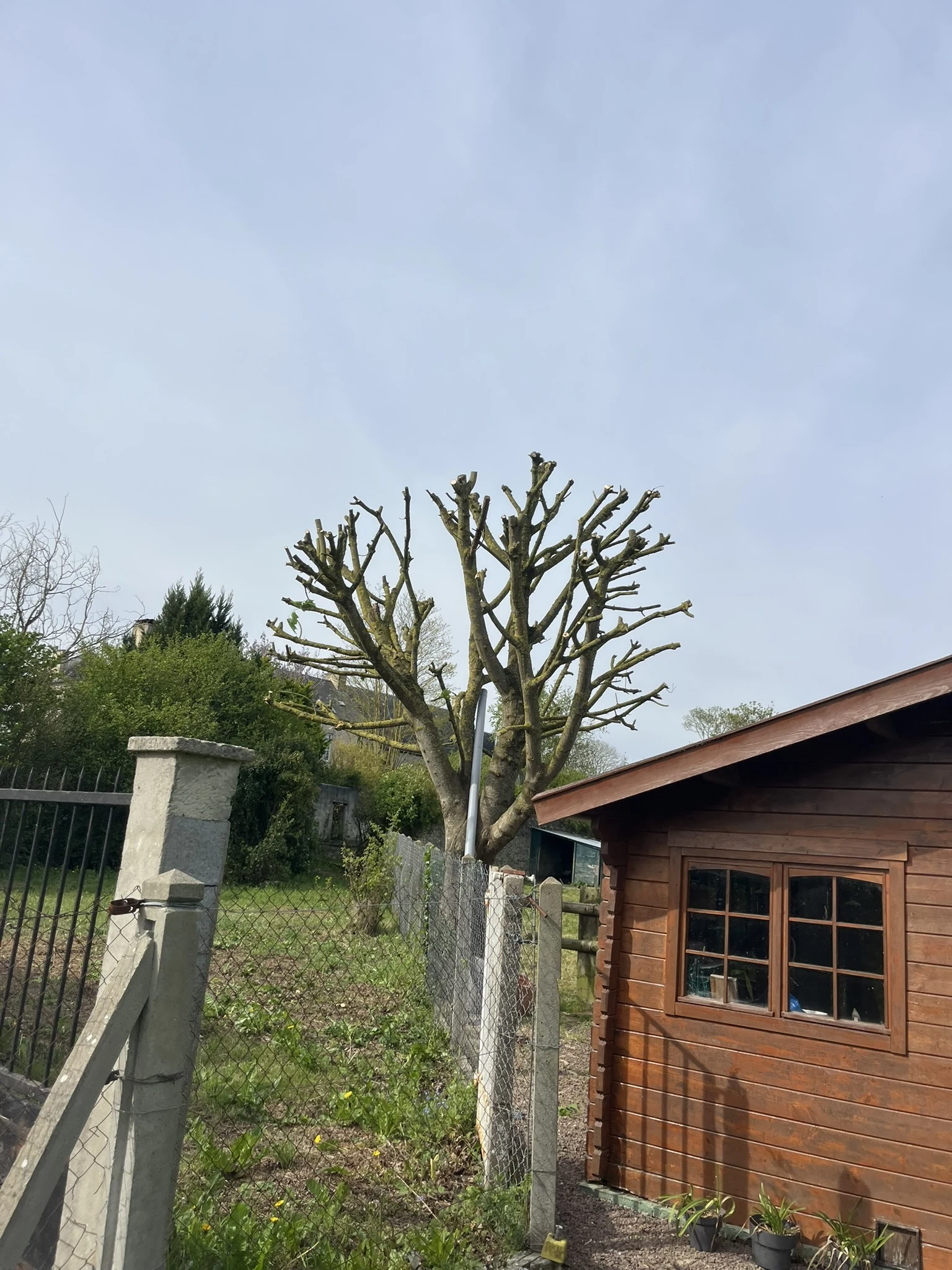 Arbre taillé près d’une maison