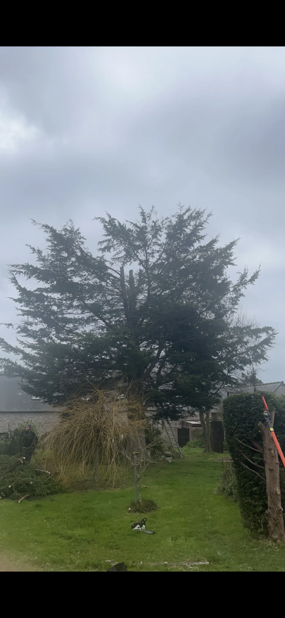 Arbre avant intervention