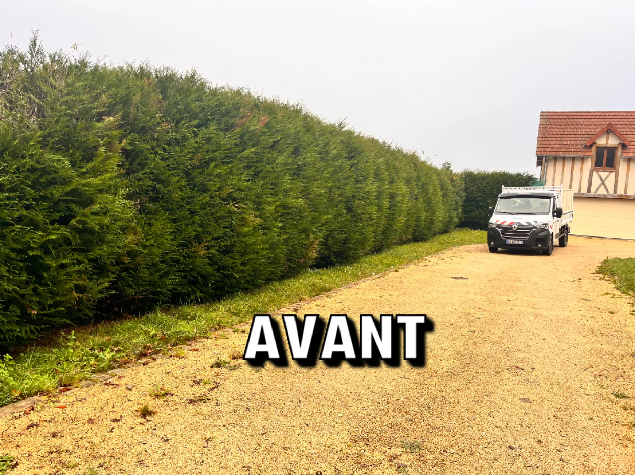 Haie avant taille