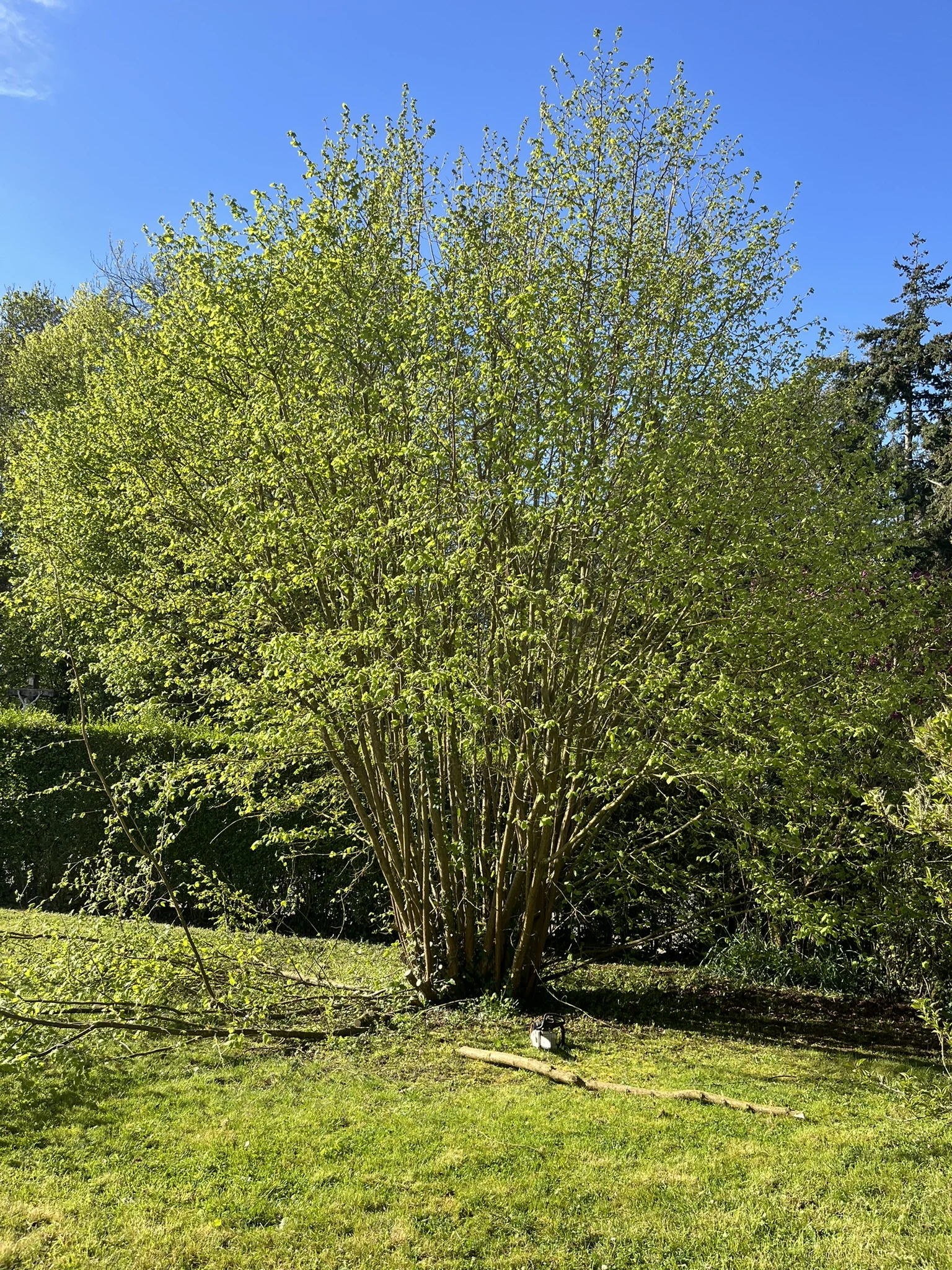 Arbre feuillu dans un jardin
