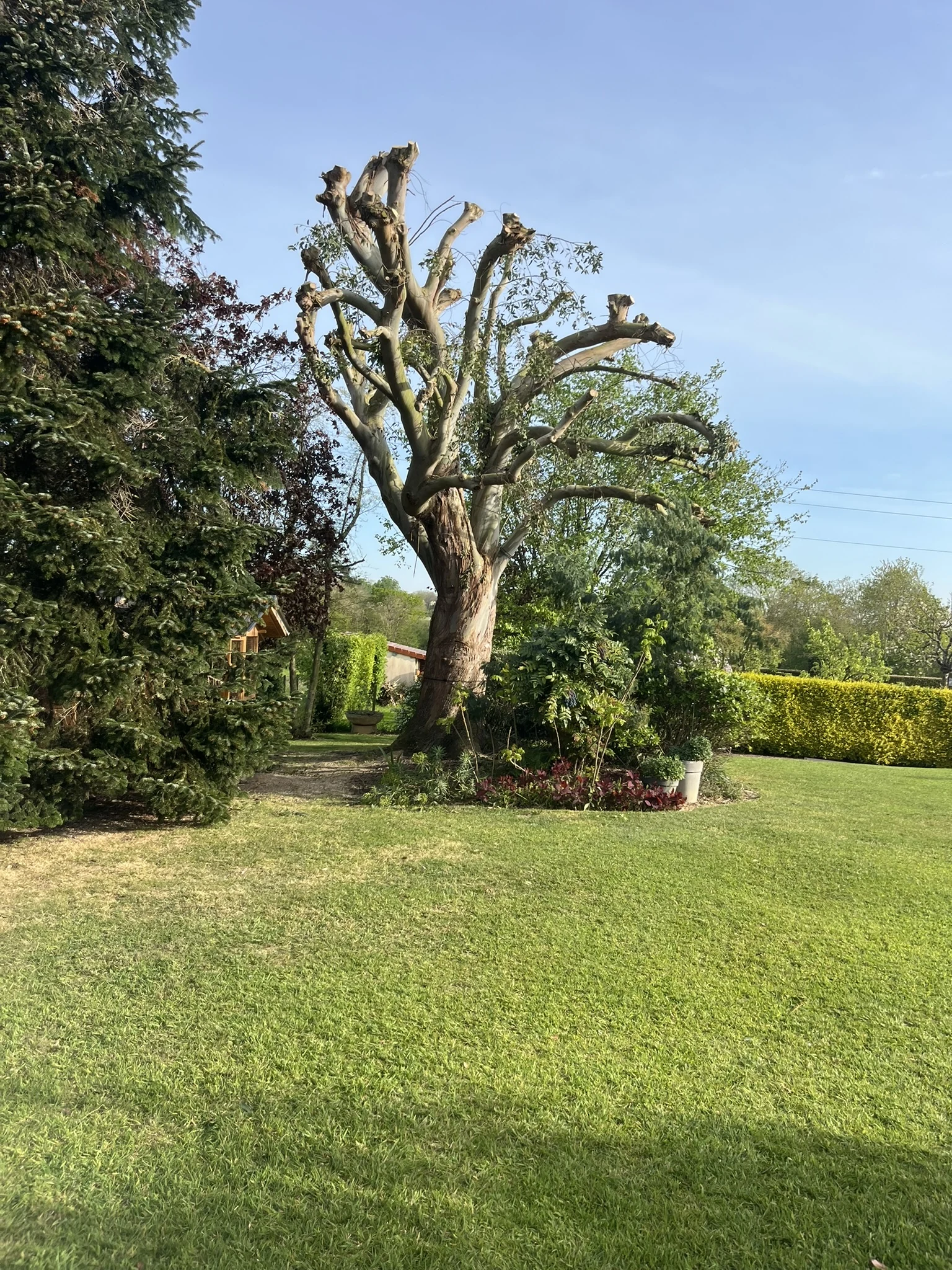 Arbre taillé sur une pelouse